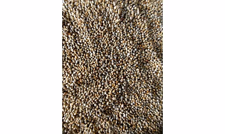 green millets