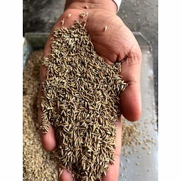 cumminseeds