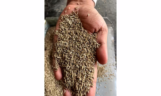 cumminseeds
