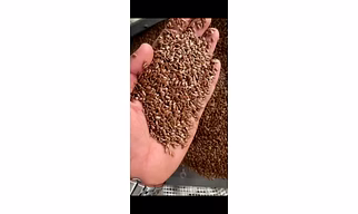 flex seeds