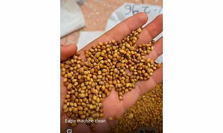 coriander seeds