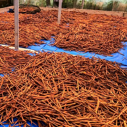 indonesian cessia cinnamon