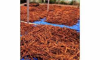 indonesian cessia cinnamon