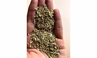 fennel seeds regular