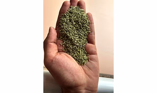 fennel seeds lakhnavi