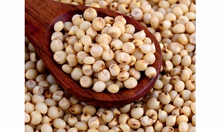 sorghum millet