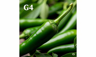 Green Chilli G4