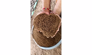 Cow dung manure