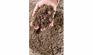 Cow Dung & Cow dung Cake