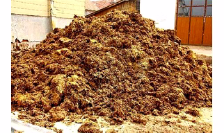 COW DUNG MANURE