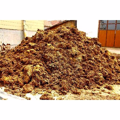 cow dung manure