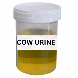 cow dung urine