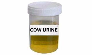 COW DUNG URINE