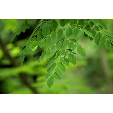 Moringa Leaves Powder-2