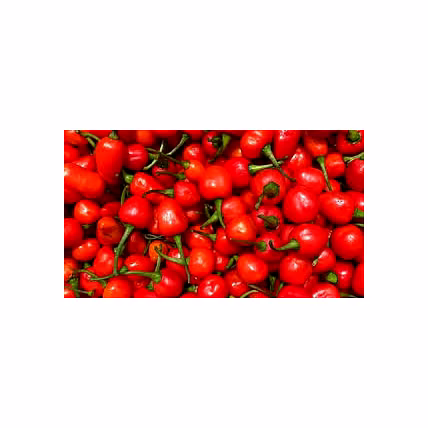Dalle Chili Dried, Sikkim GI tag-2