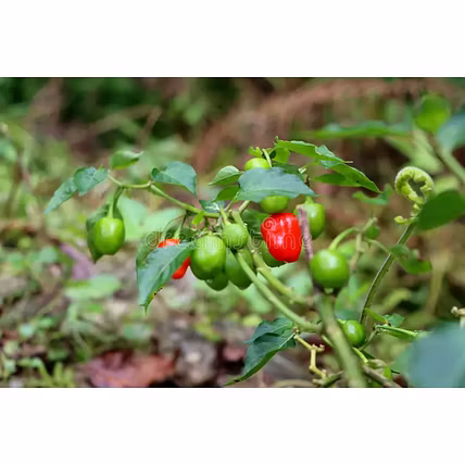 Dalle Chili Dried, Sikkim GI tag-3