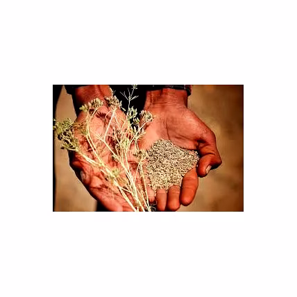 Cumin Seeds-2