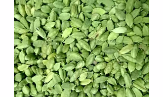 Cardamom