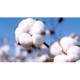 raw cotton
