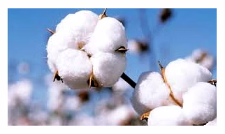 raw cotton