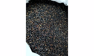 Black Pepper
