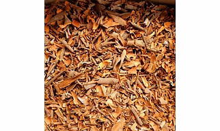 Broken Split Cassia