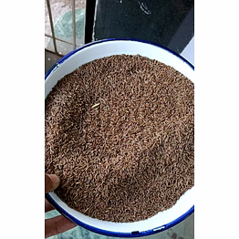 rskp caraway seeds