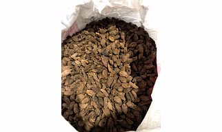 Black cardamom