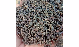 Cassia buds (Naagkesar)