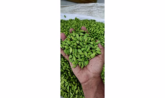Green Cardamom