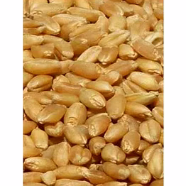 wheat