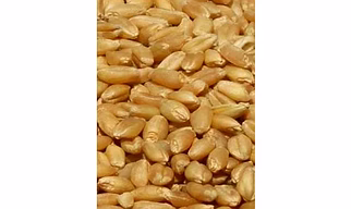 wheat