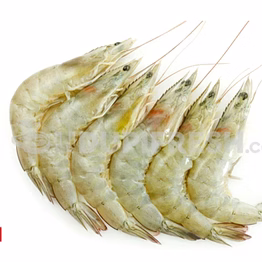 fresh chilled fishes & prawns