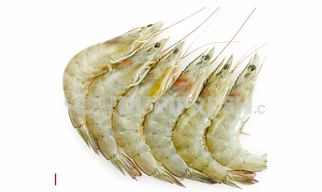 Fresh chilled Fishes & Prawns