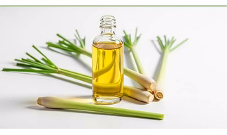CITRONELLA  OIL