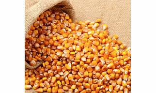 YELLOW MAIZE