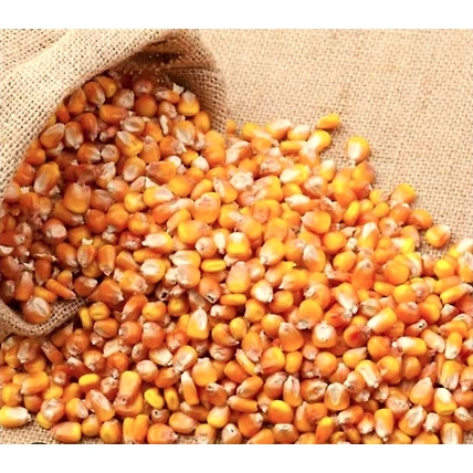 YELLOW MAIZE-12733239