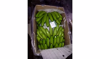 Banana (G9)