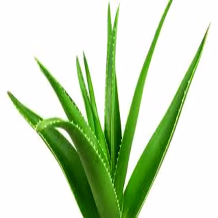 moringa herbal hair cleanser-1