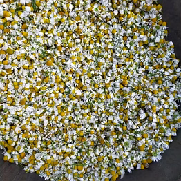 dried chamomile flower
