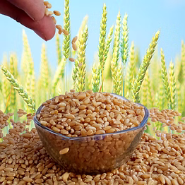 organic wheat grain