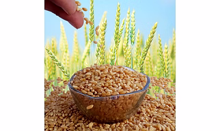 Organic Wheat Grain