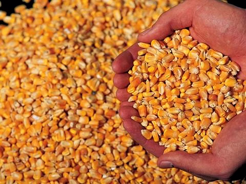 Natural Yellow Maize image 1