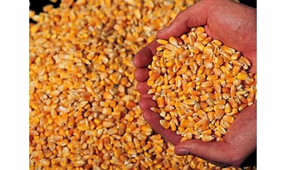 Natural Yellow Maize