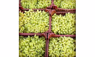 Fresh Grapes