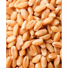 wheat 303