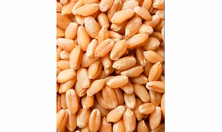 Wheat 303