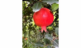 Pomegranate