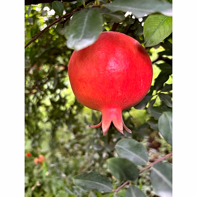 pomegranate