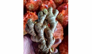 Ginger